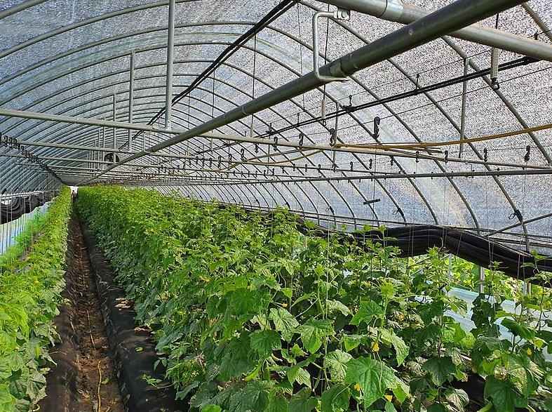 비닐하우스_차광망