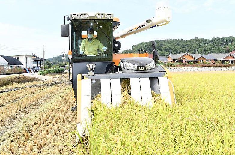 강화섬쌀_첫_수확2