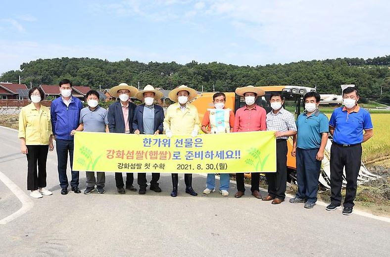 강화섬쌀_첫_수확3