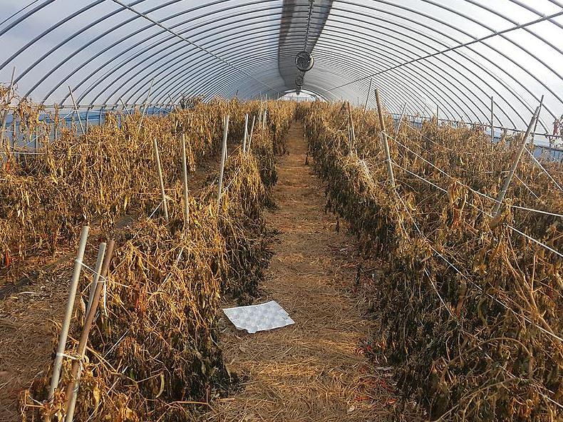 고추_수확_포장