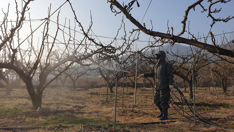 과수_화상병_방제