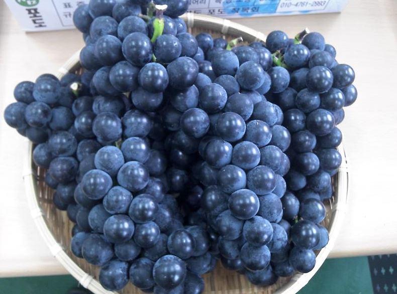 포도출하_2