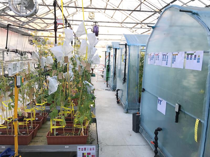 순무__유리온실1