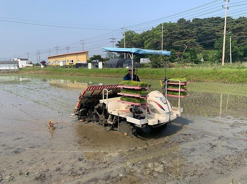 나들미_모내기