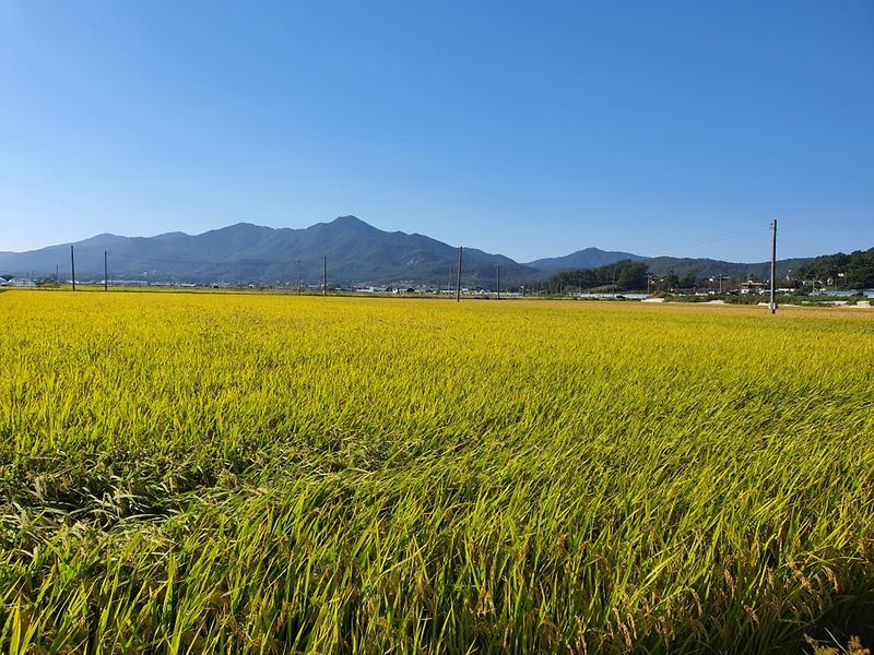 강화군농업기술센터_벼_종자_신청