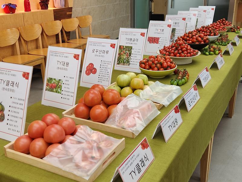 강화섬토마토_평가회_개최_(2)