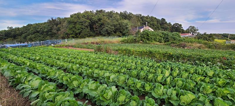 김장채소_적기파종_(2)