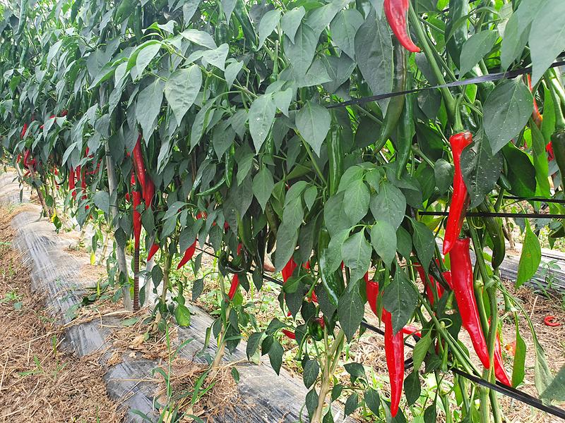 고추농가_기술지원_(2)_(1)