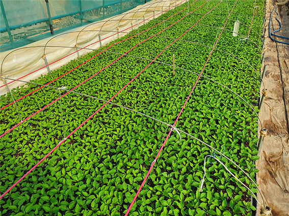 고추욱묘관리_(1)