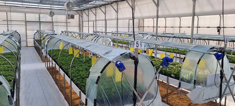 고구마_순화온실2