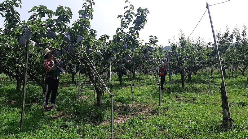 농촌일자리-배봉지씌우기