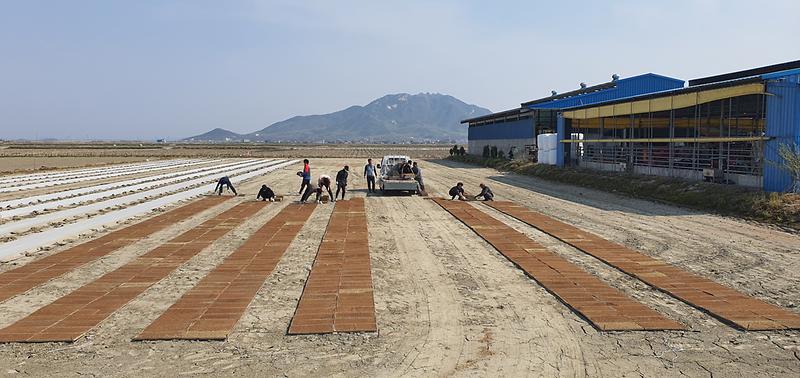 농촌일자리-모판깔기