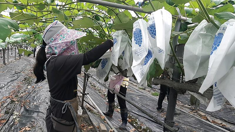 농촌일자리-포도봉지씌우기