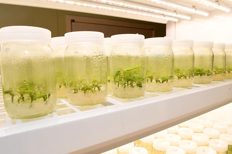 속노랑고구마_조직배양묘_분양_(1)