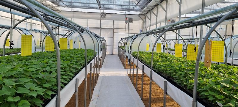 속노랑고구마_조직배양묘_분양_(2)