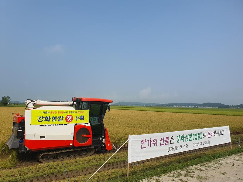 강화군,_고품질_강화섬쌀_올해_첫_벼_베기_(1)