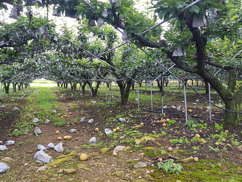 강화군,_장마_및_집중호우_대비_과수원_관리_철저히