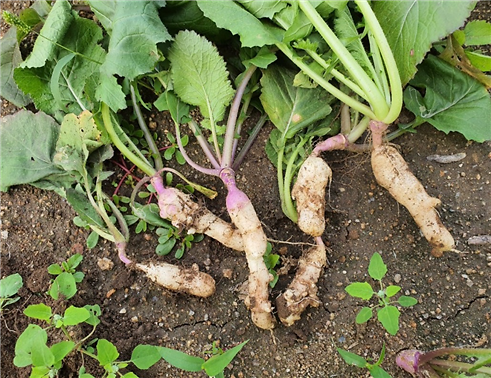 순무_뿌리혹병_발병_상태