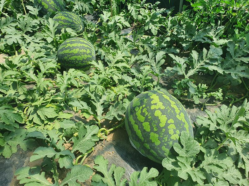 강화군,_당도_꽉_찬_‘강화섬수박’_본격_출하…_수도권_시장_공략