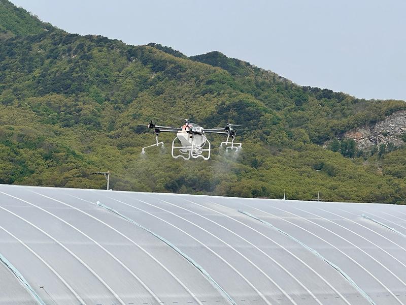 강화군,_드론으로_차광제_도포해_농가_호평(1)