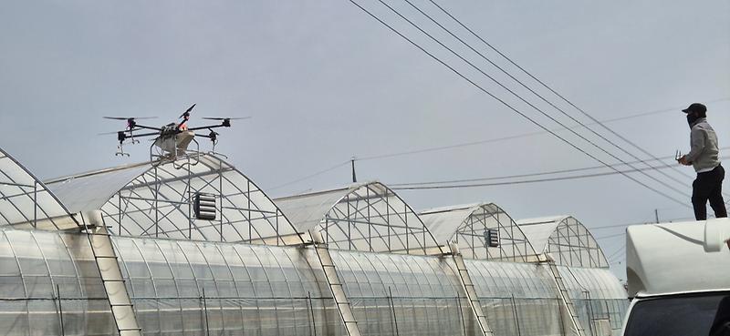 강화군,_드론으로_차광제_도포해_농가_호평(2)