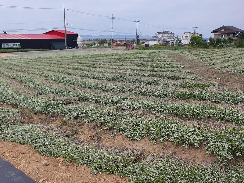 강화군,_건강_지킴이_강화약쑥_수확_한창(2)