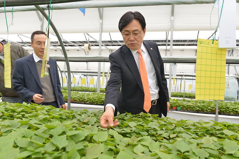 강화군,_고구마_조직_배양묘_공급으로_품질_높인다