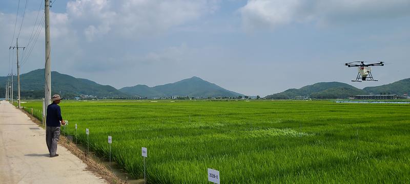 강화군,_고품질_강화섬쌀_이삭거름_적기·정량_처리_당부(이삭거름_드론_살포)