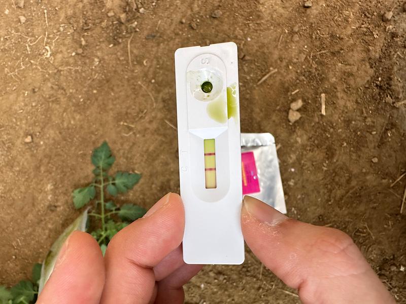 강화군,_여름철_병해충_확산_막는다…_현장_진단키트로_농가_지원(1)