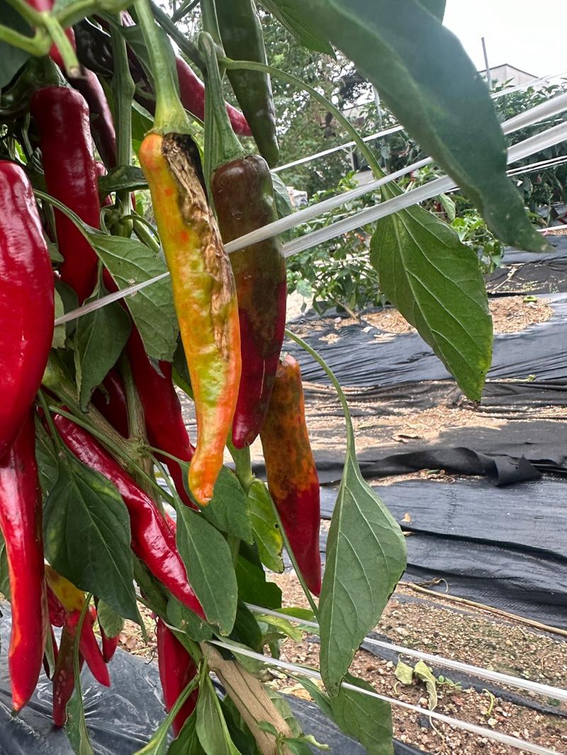 강화군,_여름철_병해충_확산_막는다…_현장_진단키트로_농가_지원(2)