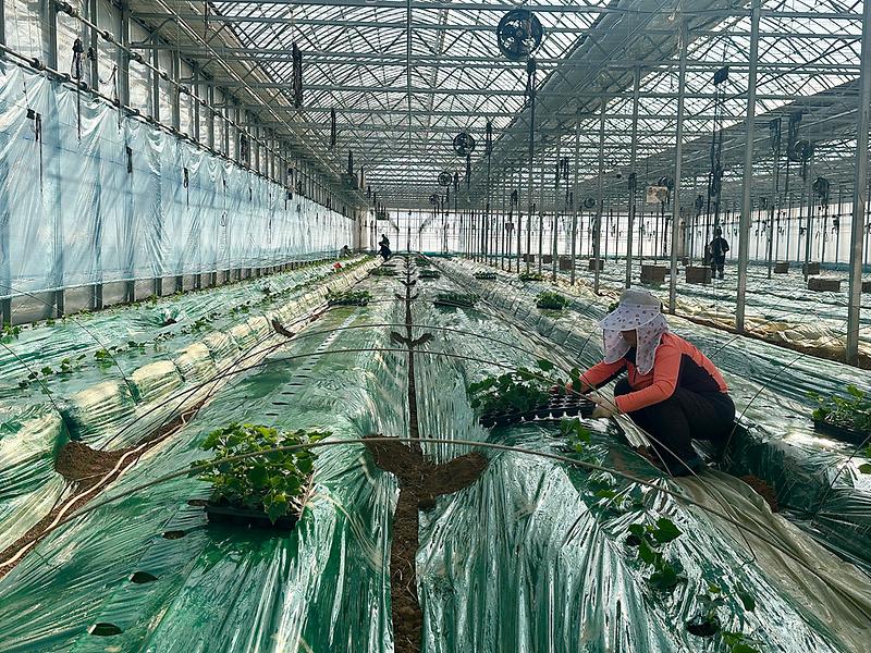 강화섬오이_새해_첫_정식_(2)