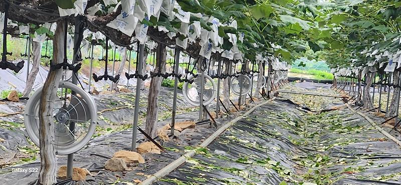 강화군,_올해_농업기술보급에_64억_투입…_첨단농업_전환_속도(4)