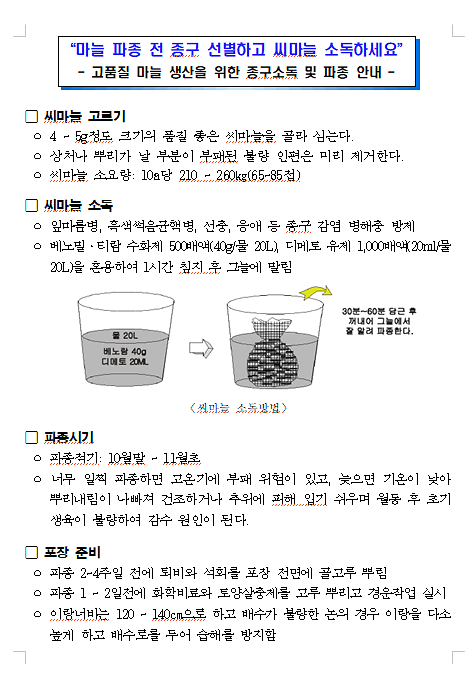 마늘20260914_185805