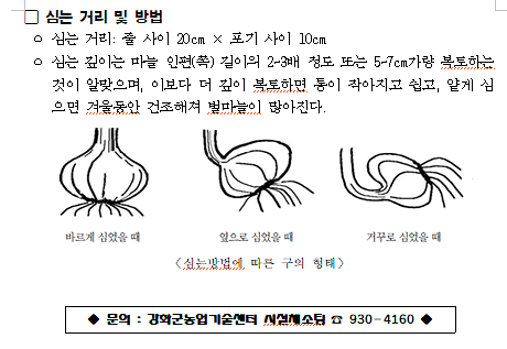 마늘2_20260914_185826