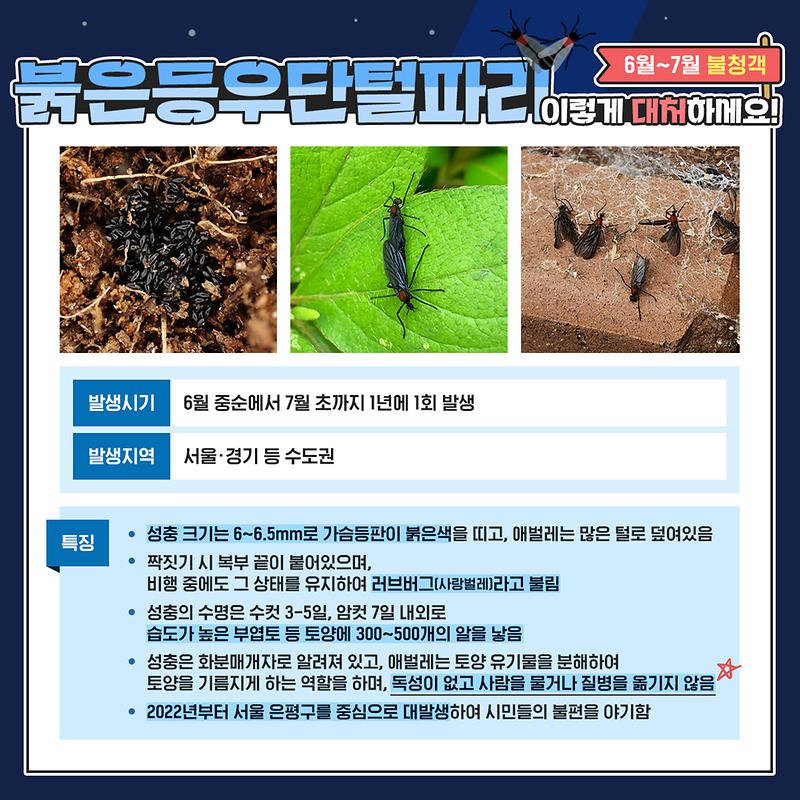 붉은등우단털파리(러브버그) 대처법