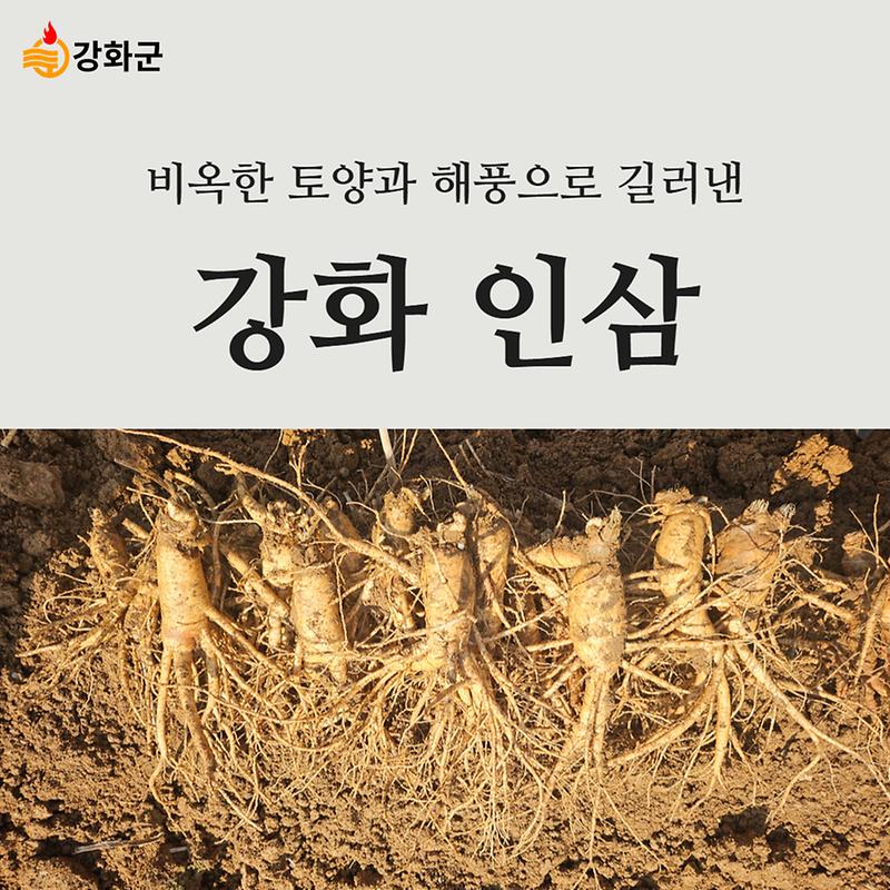 뿌리 깊은 역사 "강화 인삼" 사진