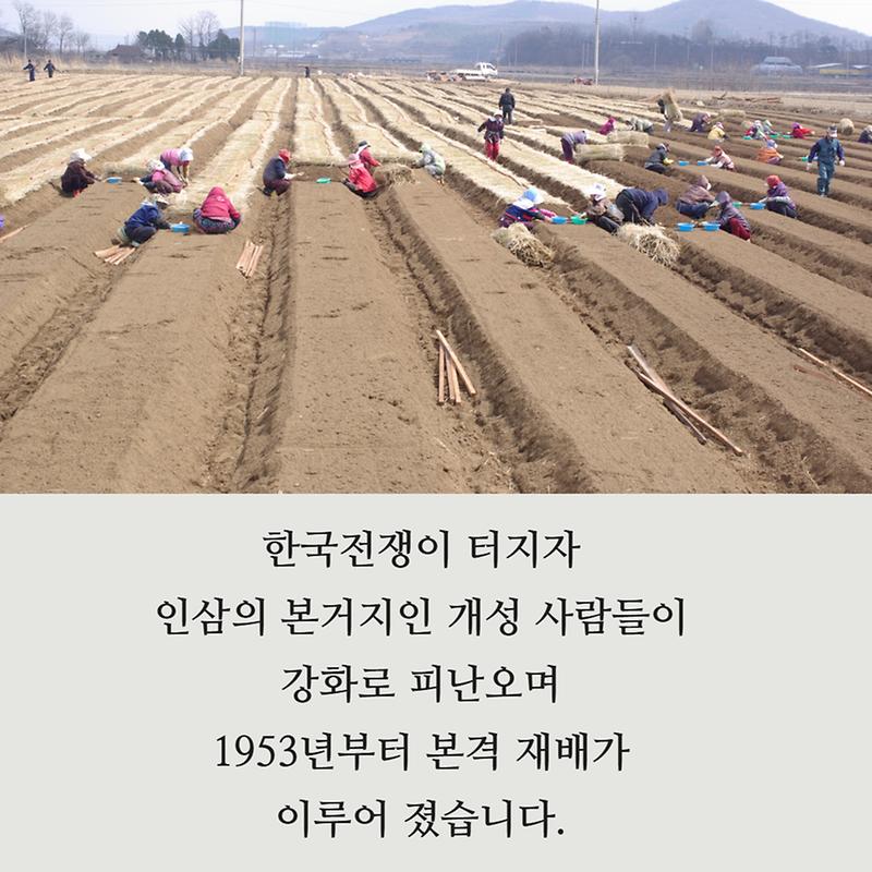 뿌리 깊은 역사 "강화 인삼"