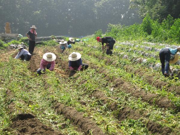 감자수확
