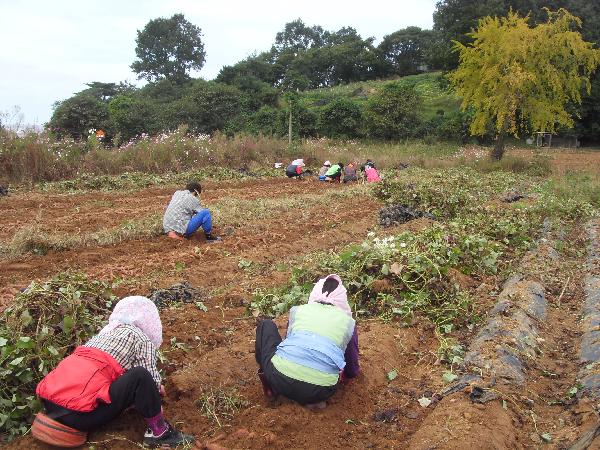 고구마캐기1