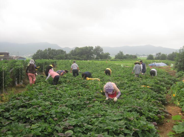 고구마_제초작업