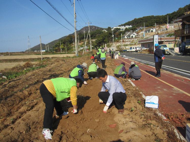 고구마수확행사1