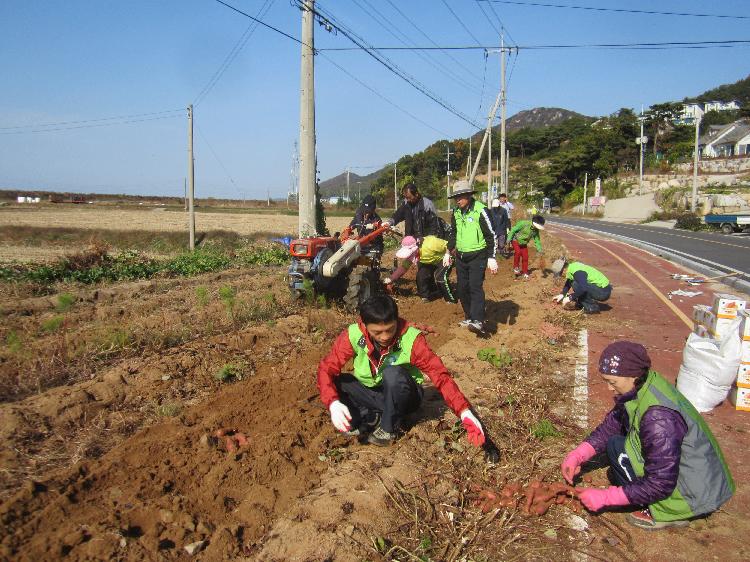 고구마수확행사2