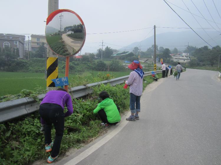 코스모스_식재2