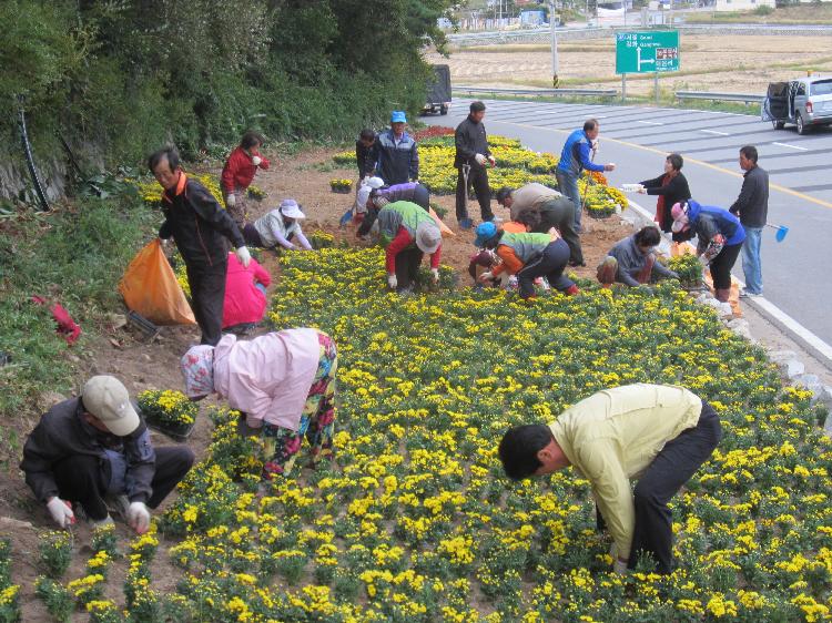 노란국화꽃밭조성_1