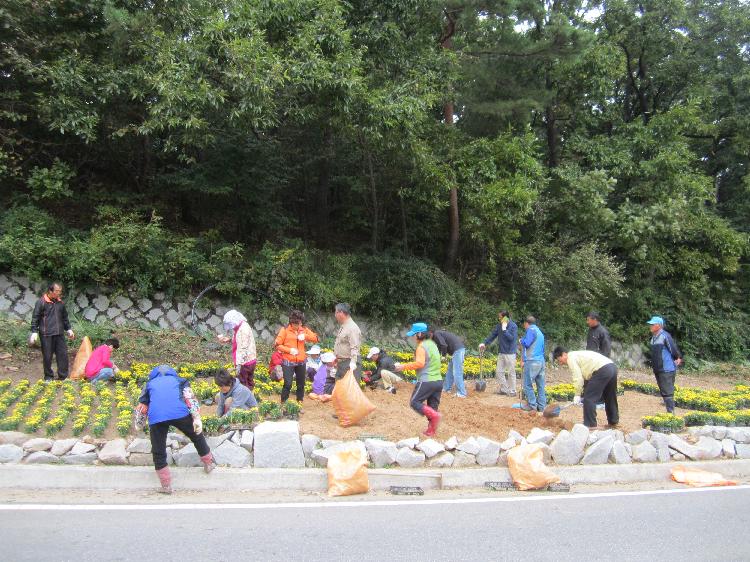 노란국화꽃밭조성_3