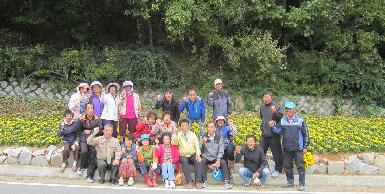 노란국화꽃밭조성_4