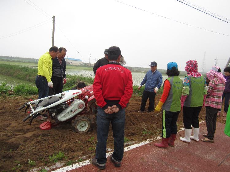 사랑의_고구마_심기1