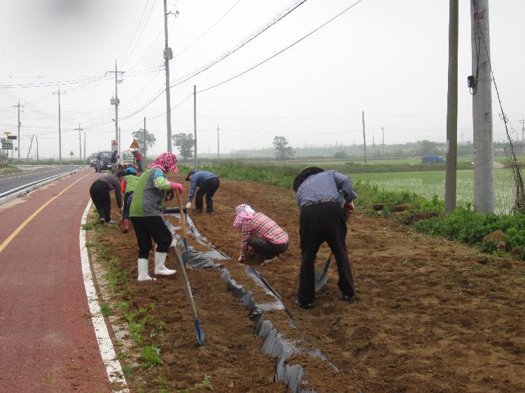사랑의_고구마_심기3