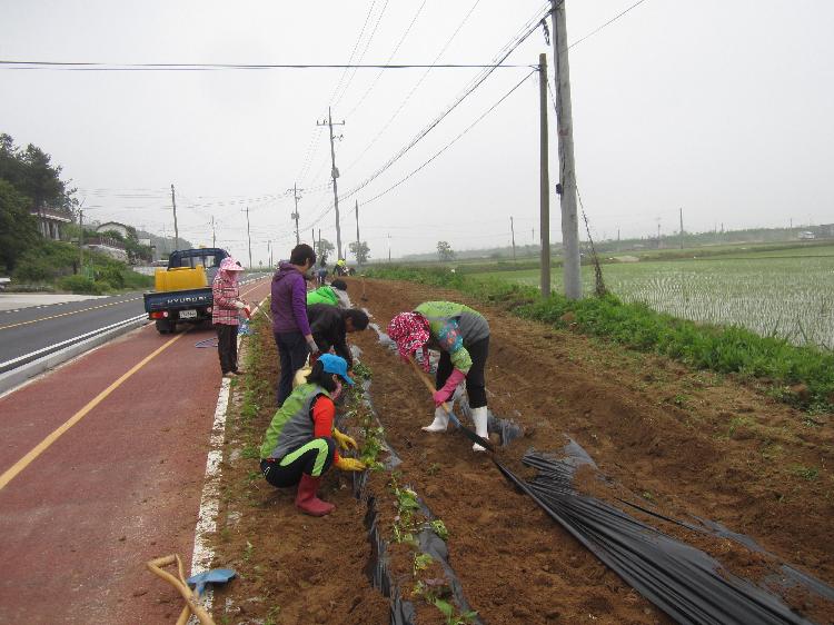 사랑의_고구마_심기4