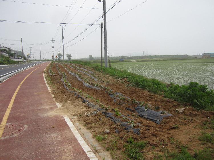 사랑의_고구마_심기5